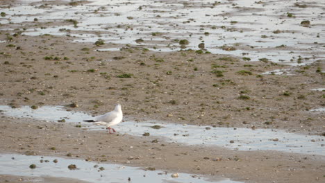 pequeña gaviota caminando sobre la arena durante la marea baja - toma amplia