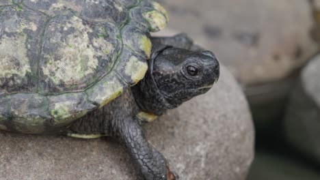 black red-eared slider turtle resting on rock