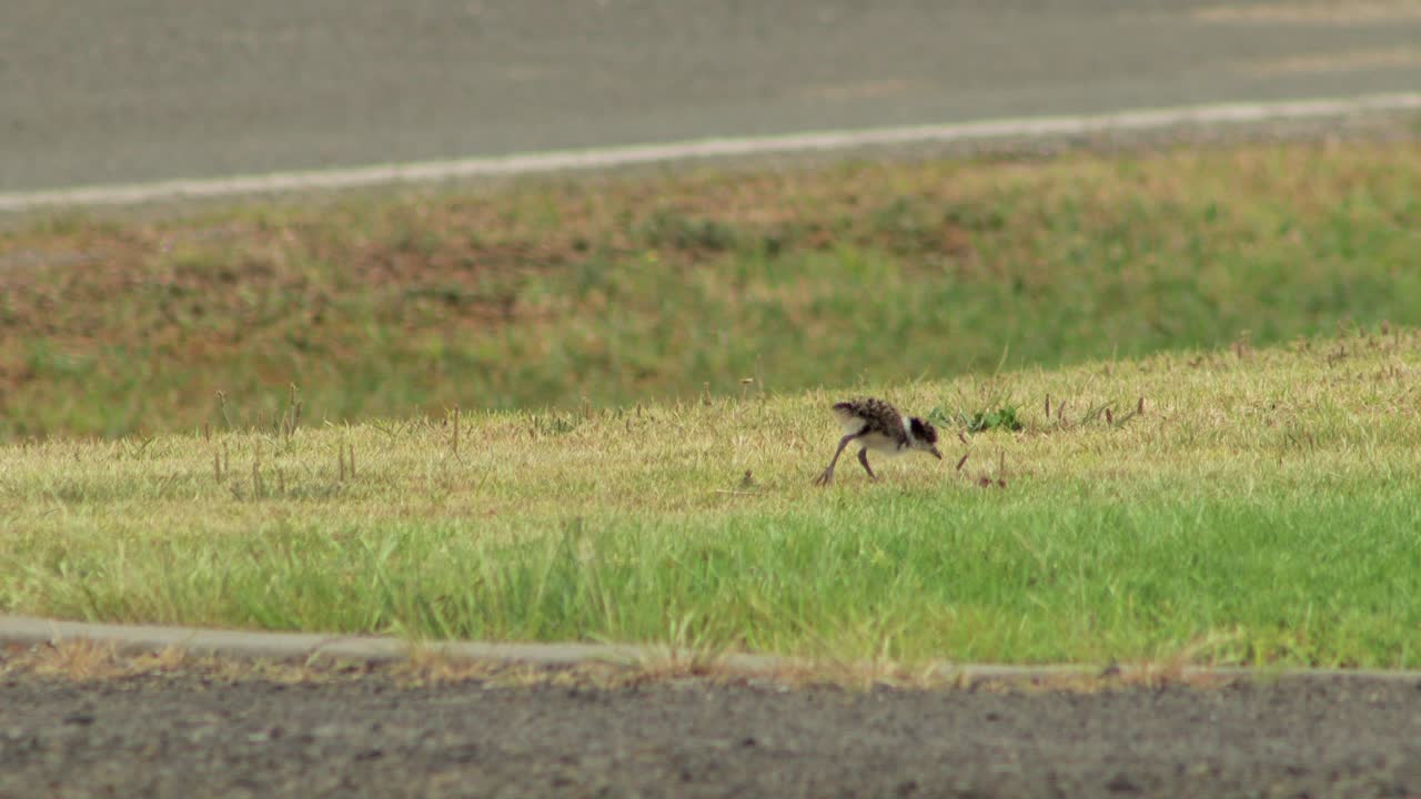 새끼  ⁇ 이 가면을 쓰고 잔디를 먹이를 찾고 있습니다.