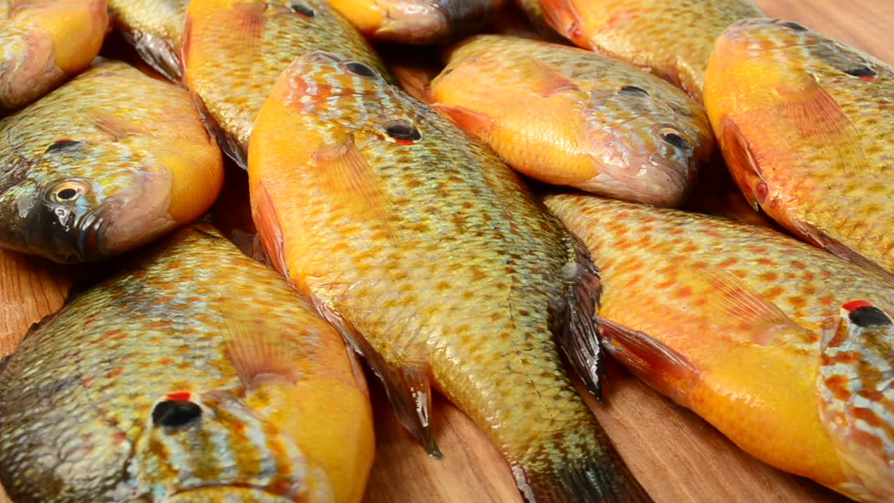 Pesce Flier. Centrarchus macropterus. Lepomis gibbosus. Ripresa in movimento