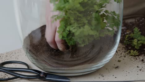 a young female botanist creates a tiny live forest ecosystem in a glass terrarium - planting the plants - a tight close-up