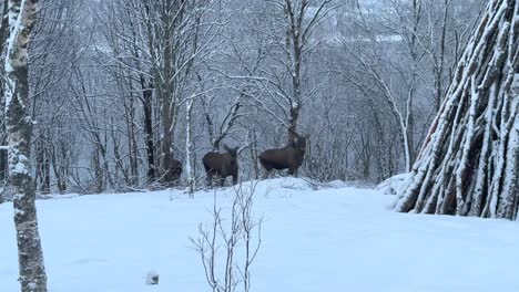 Dreiköpfige-Elchfamilie-Steht-Im-Wald-Und-Schaut-Sich-An-Einem-Wolkigen,-Kalten-Wintertag-Um