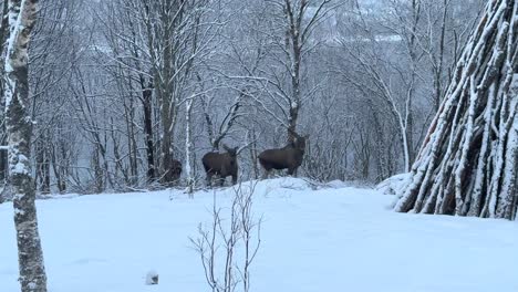 moose family of three standing in the forrest and looking around on a cloudy cold winter day