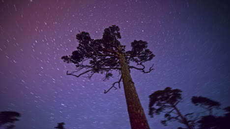 un árbol alto que apunta directamente a polaris o a la estrella del norte - lapso de tiempo de rotación estelar