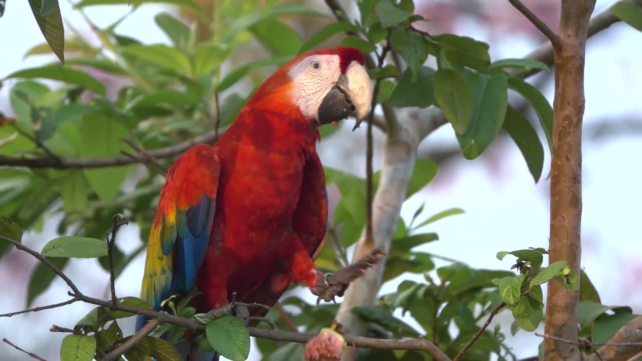 un loro guacamayo escarlata sube a un árbol en la selva de costa rica