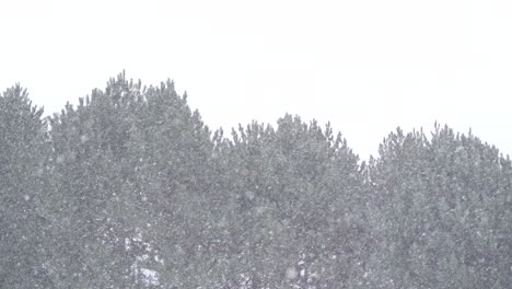 Snow-falling,-trees-ion-background-in-Canada-4K