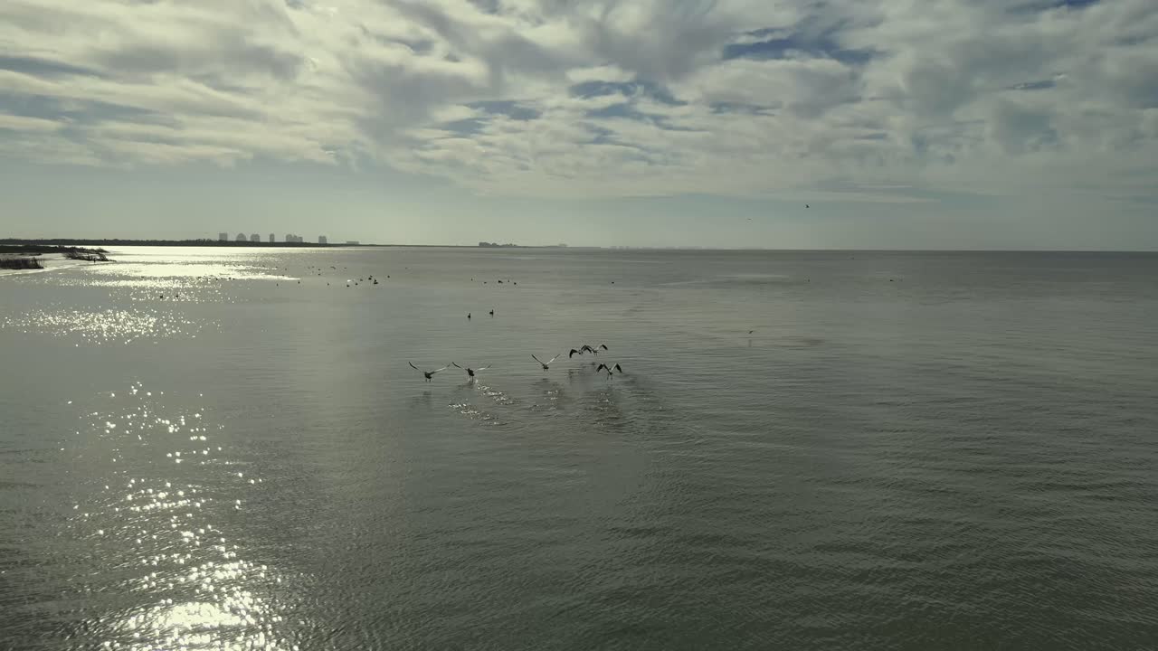 플로리다의 마이어스 비치에서 펠리칸 비행의 공중 뷰