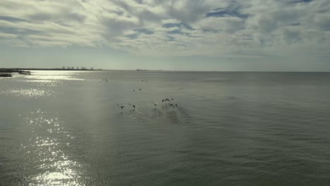 Vista-Aérea-Del-Vuelo-Del-Pelícano-En-Ft-Myers-Beach-Florida