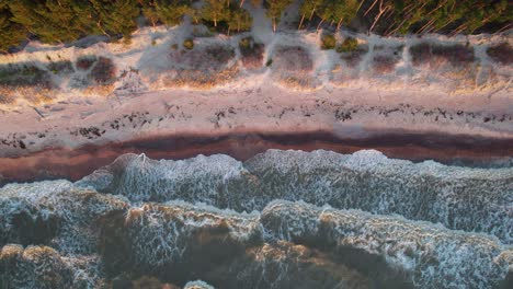 d'énormes vagues à tête blanche de la mer baltique sauvage se déroulent sur une plage de sable adjacente à une lisière de forêt éclairée par la lumière du soleil