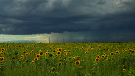 Filmische,-Kardanisch-Aufgehängte,-Stabilisierte-Zeitlupe,-Denver,-Colorado,-Sommer,-Heftiger-Regen,-Gewitter,-Nachmittag,-Erstaunlich,-Atemberaubendes-Bauern-Sonnenblumenfeld,-Kilometerweit,-Vorderer-Bereich,-Felsige-Berglandschaft,-Still