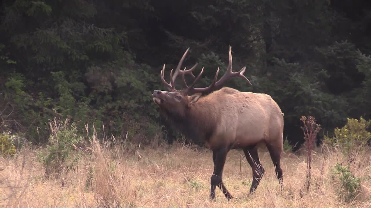 alces caminan por un claro 2