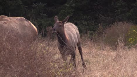 elk walk through a clearing 2