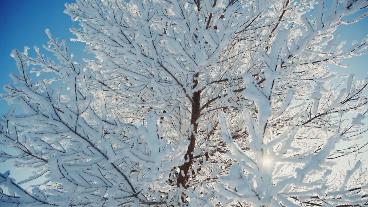 Sneklædte trægrene mod en blå himmel