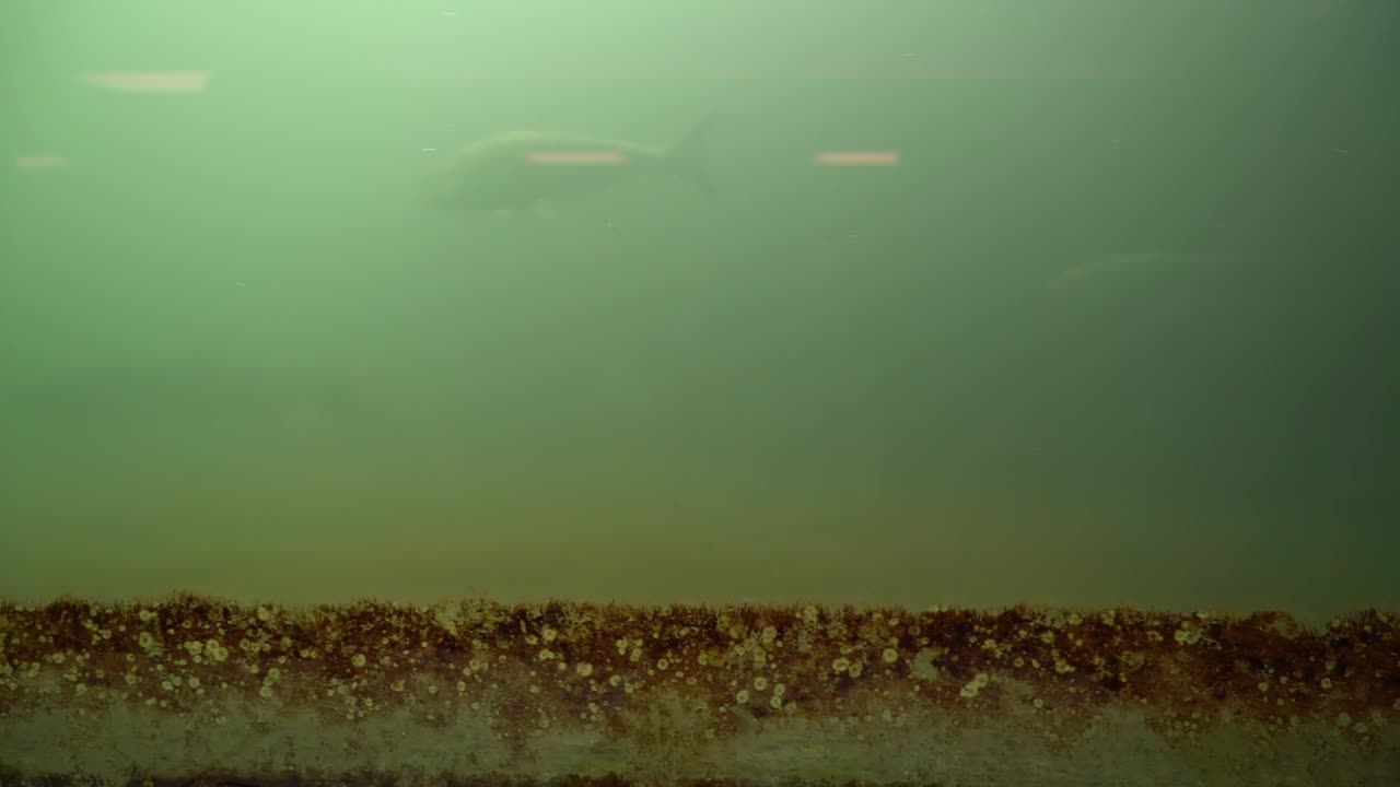 Wild Salmon viewing at the Bonneville Dam Fish Ladders in Oregon's Columbian River