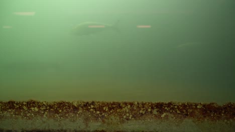 salmón salvaje en la presa de bonneville escaleras de peces en el río columbia de oregon