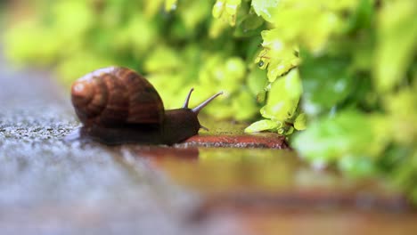 back shot of a snail moving towards a vegetation on a wet day