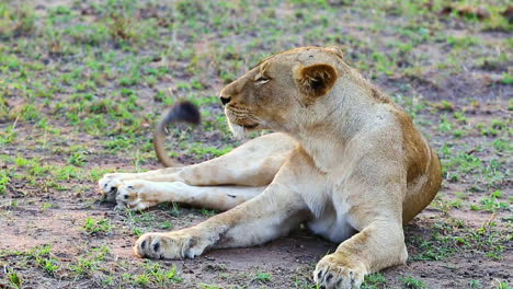 a young female african lioness sitting in the grass