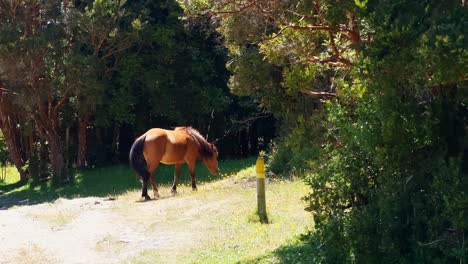 Joven-Caballo-Marrón-Salvaje-Comiendo-Y-Liberado-En-Los-Campos-De-La-Zona-Costera-Del-Parque-Tepuhueico-En-Cucao,-Chiloé,-Chile