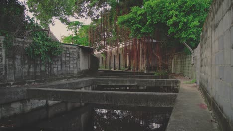 lush vegetation overhanging a canal with weathered concrete walls and dividers, creating a serene yet mysterious atmosphere in bangkok, thailand
