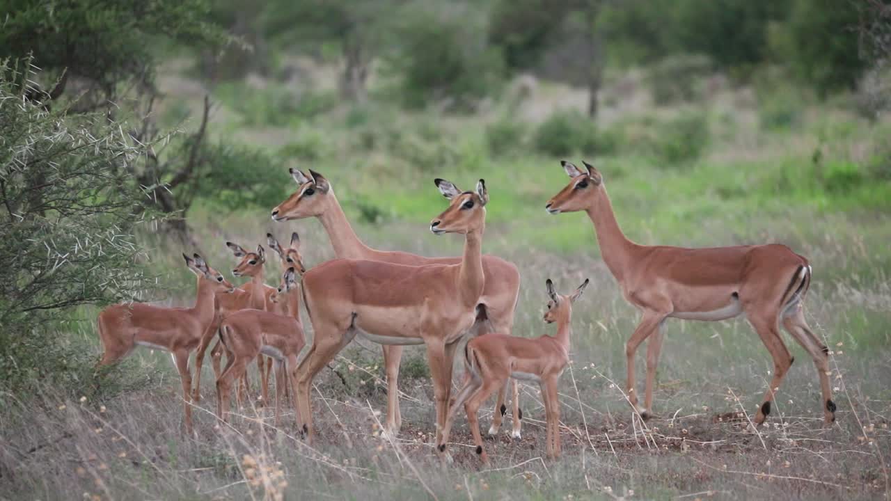 plano general de un grupo de hembras impala y sus bebés parados juntos mientras están muy alertas, parque nacional kruger