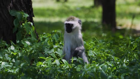 The-monkey-is-resting-in-the-green-grass-under-the-bright-sun-in-the-hot-savannah