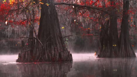 Mañana-Flotando-A-Lo-Largo-De-Los-Pantanos-De-Cristal-Del-Lago-Caddo-Con-Cipreses-Adornados-Con-Colores