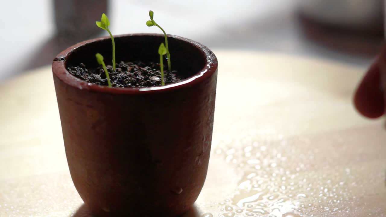 화분에 식물을 살포하는 손 클로즈업