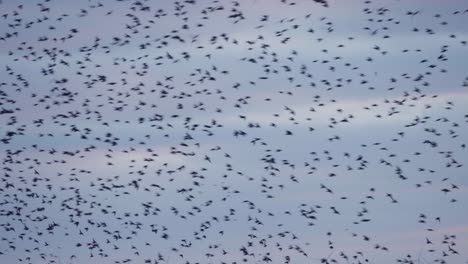 Tausende-Von-Schwalben-Fliegen-Chaotisch-In-Großen-Gruppen,-Rosa-Himmel