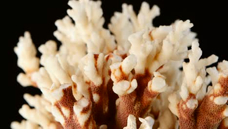 Close-up of a white and brown coral