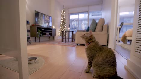 cat with collar watches waits for female owner to walk by during christmas season modern condo interior