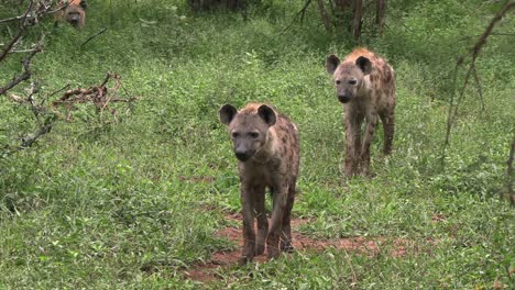 two spotted hyenas stand together in the bush, patiently looking around