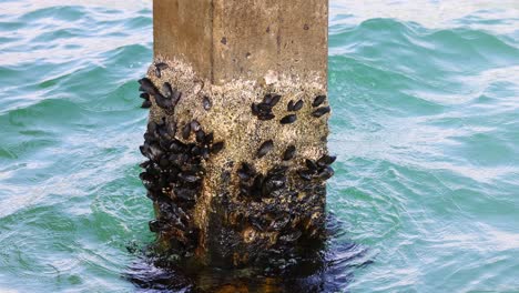 mussels attached to pier pilon in moving water