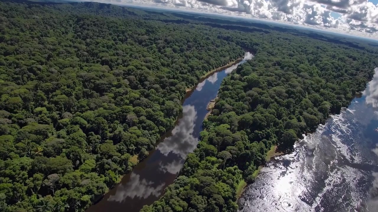 Vista aerea di un fiume serpeggiante attraverso una fitta foresta pluviale tropicale