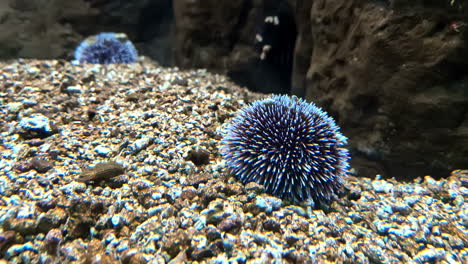 strongylocentrotus purpuratus is a species of sea urchin commonly known as the purple sea urchin