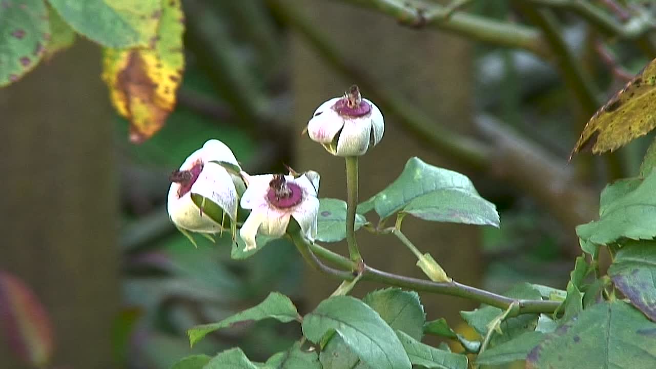 escaramujos soplando en el viento de otoño