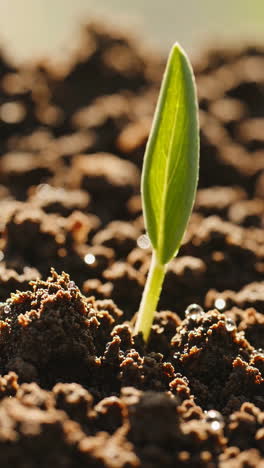 sprouting seedling in soil