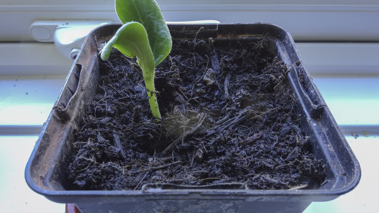Zeitraffer eines Zucchini-Sämlings, der auf einer Fensterbank wächst.