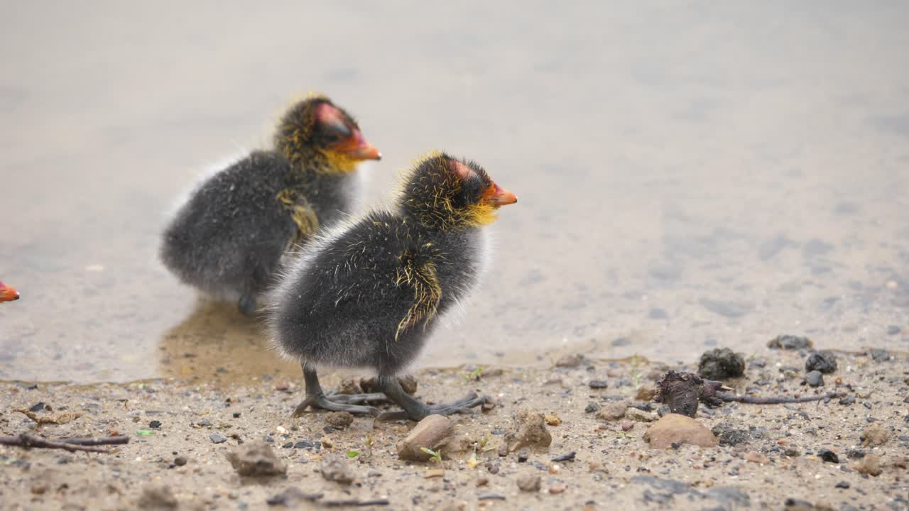 Close up of red-knobbed coot baby chicks spreading their wings and walking