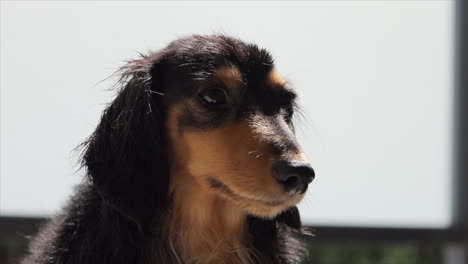 Sausage-dog-sitting-with-sunlight-behind-its-head