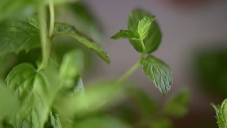 Una-Mano-Recoge-Algunas-Hojas-Verdes-De-Una-Planta-Pequeña