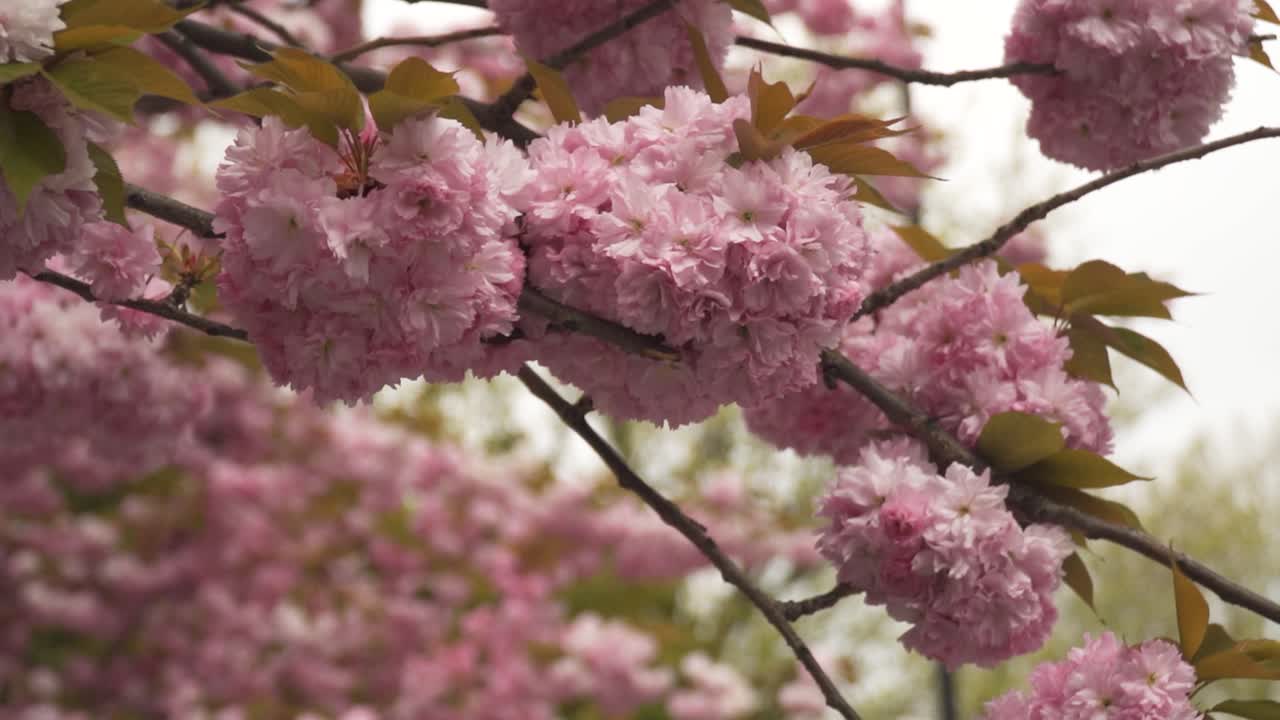 cerca del árbol colorido cerezo floreciente japonés en un espectacular paisaje nublado primavera abril tiempo flor lenta