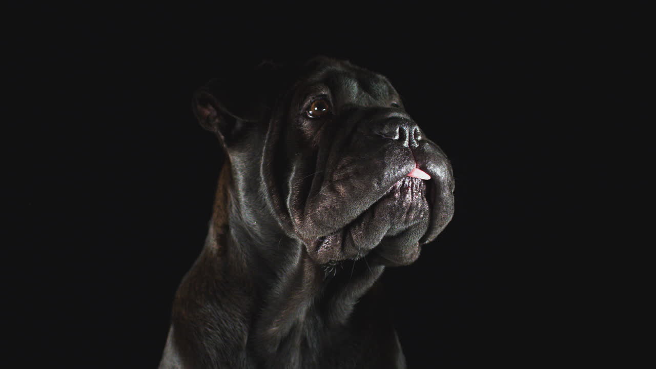 студийный портрет щенка шарпеи на черном фоне