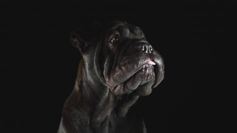 studio portrait of sharpei puppy against black background