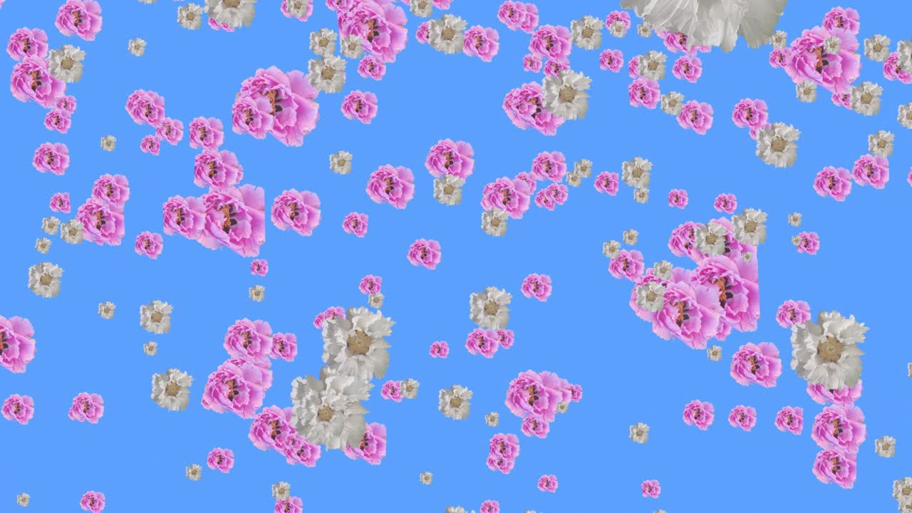 하색과 분홍색의 피오니가 파란색 배경에 아져 내린다