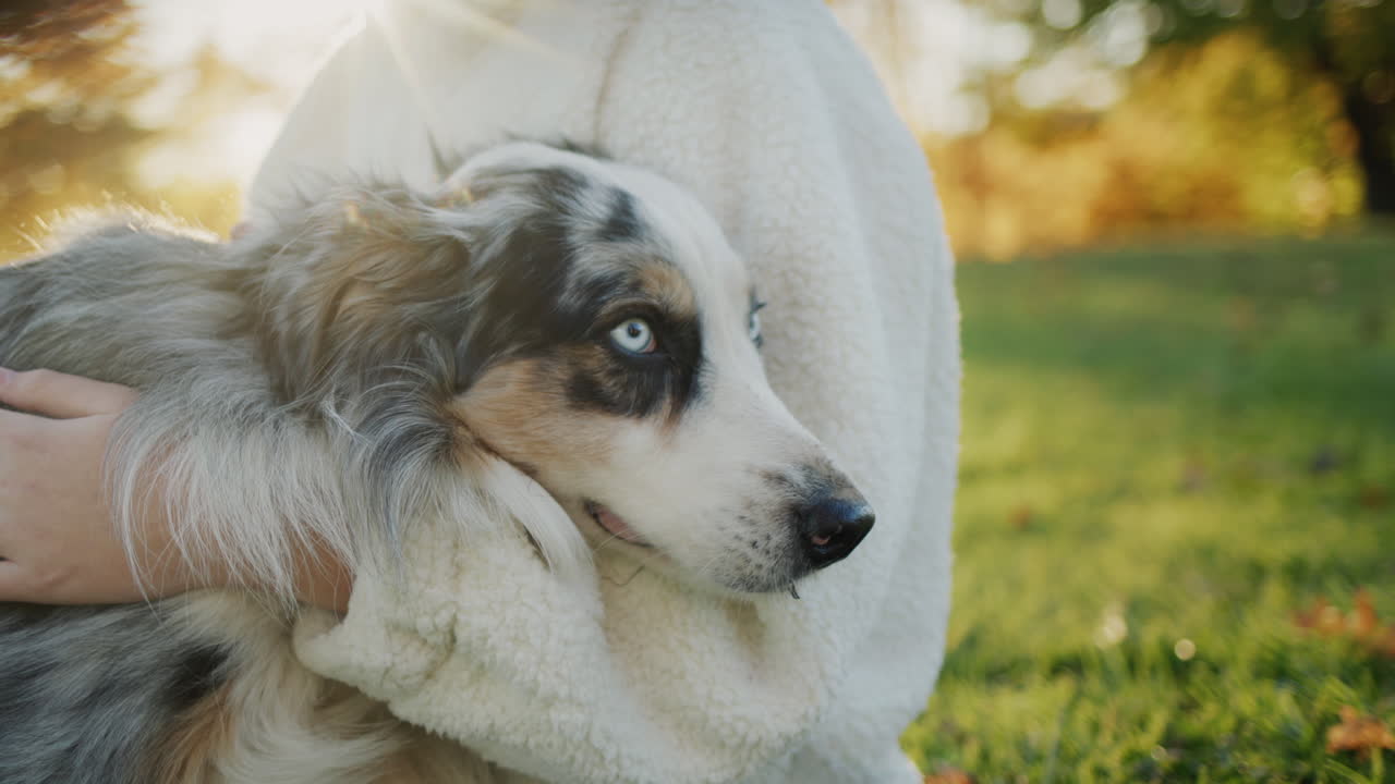 een kind knuffelt en streelt zijn hond, zit in het park op het gras in de stralen van de ondergaande zon