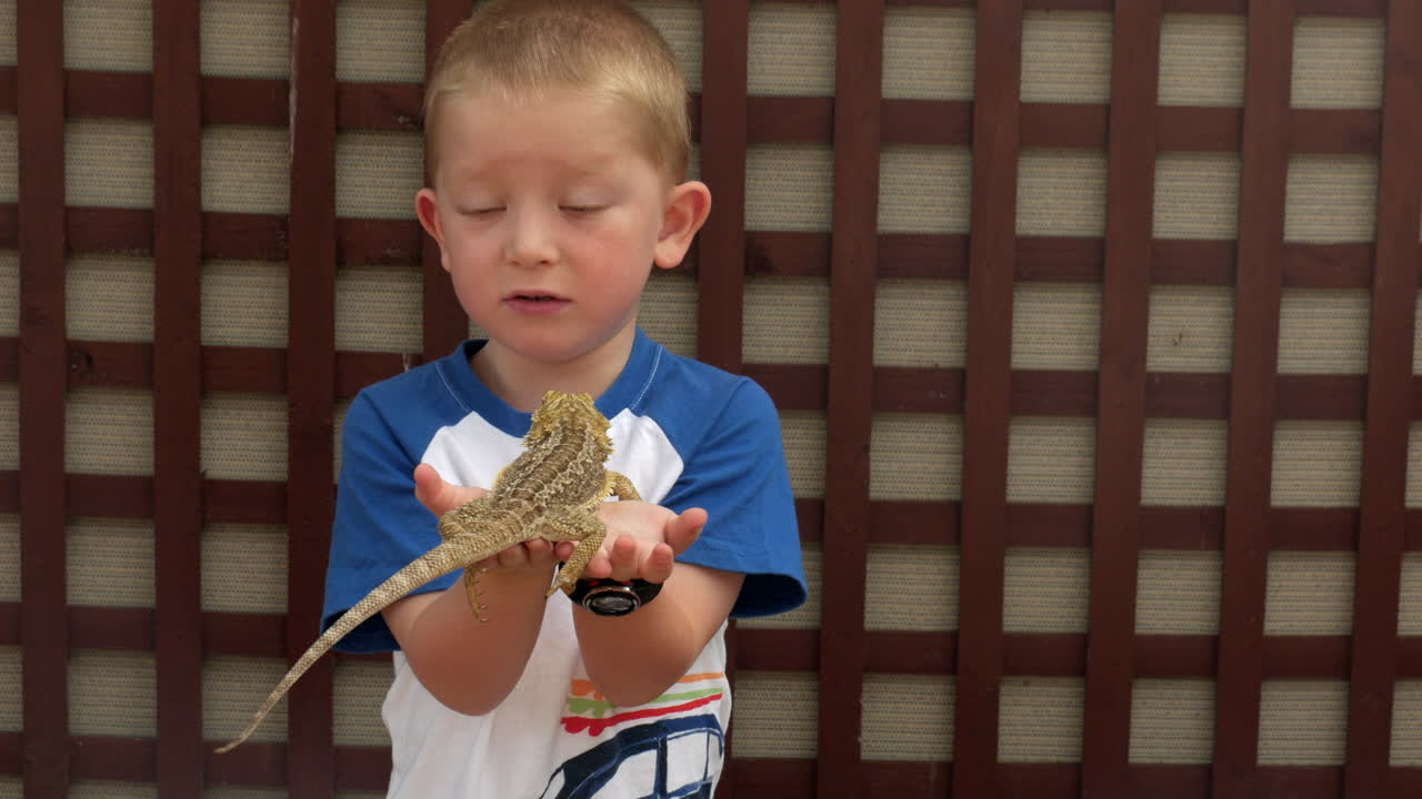 niño sosteniendo con aprensión un lagarto dragón barbudo