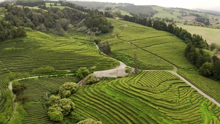 Wide aerial view of stepped Chá Gorreana plantation terraces, Azores