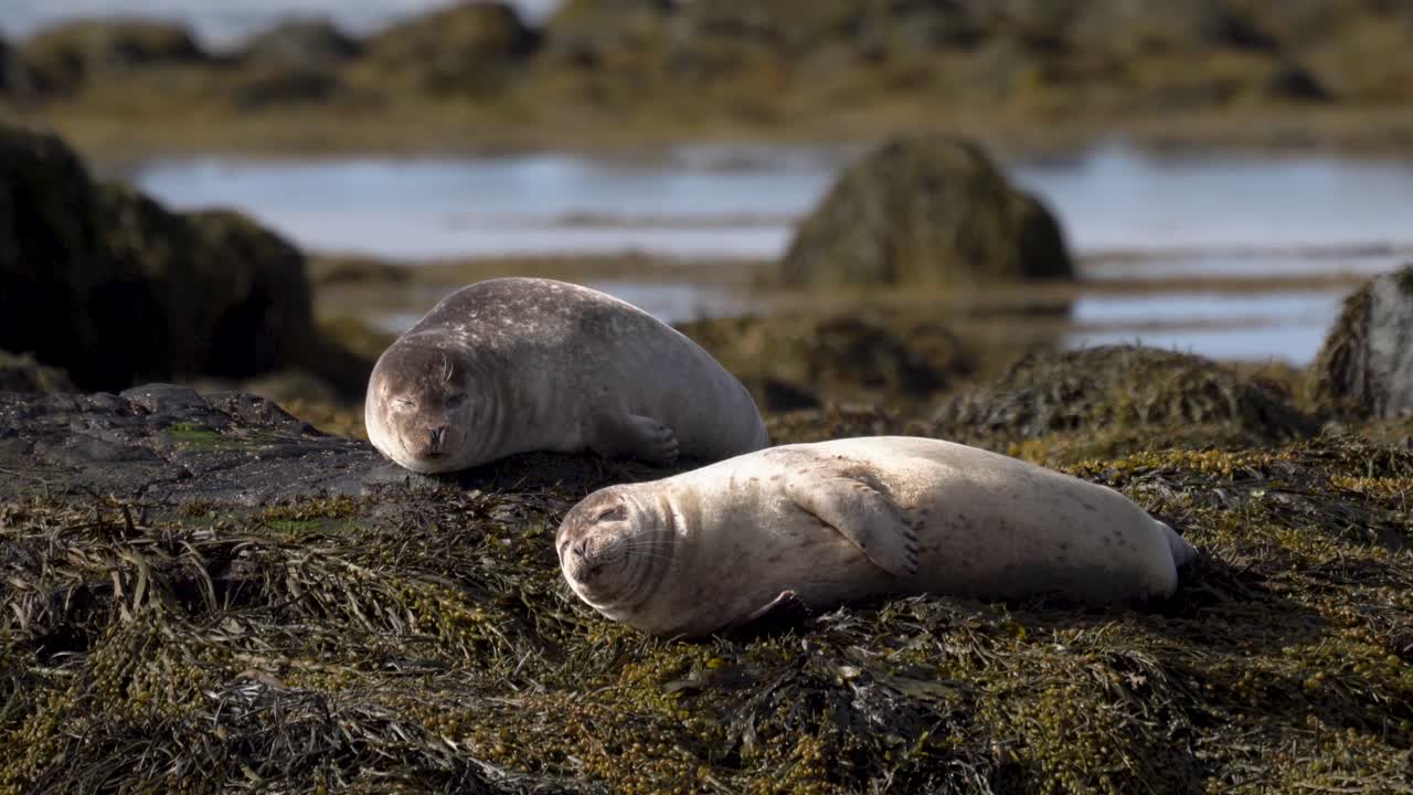focas islandesas descansando en la isla de islandia durante la hora del atardecer