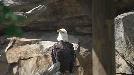 bald eagle tilts and angles head to side as it sits perched in enclosure against wall