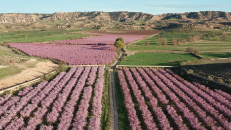 filas de plantas en flor flores rosadas tiro aéreo primavera españa aragon teruel